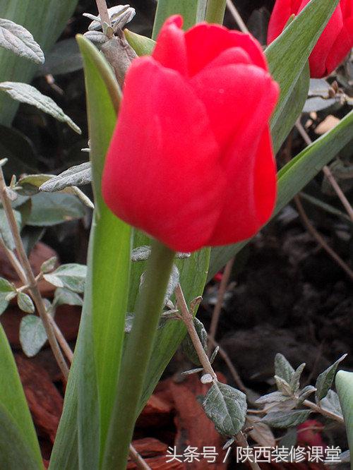 200平庭院花园轻奢,280平花园法式