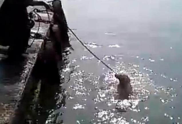 主人给狗狗洗澡溅一身水,男子给狗狗洗澡吹毛