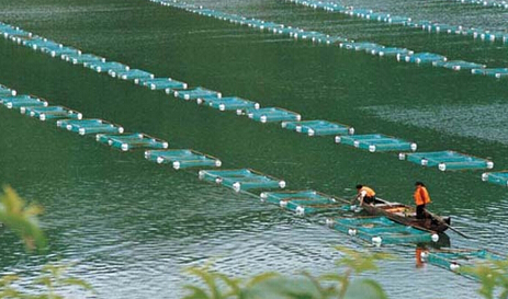 浅谈养鱼经验,浅析河蟹高密度养殖模式
