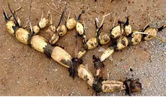 藕田养殖泥鳅效益倍增诀窍,一亩藕田能养多少泥鳅苗