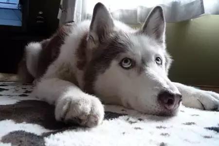 哈士奇犬的缺点和优点秒懂,哈士奇是狗界最出名的犬种吗