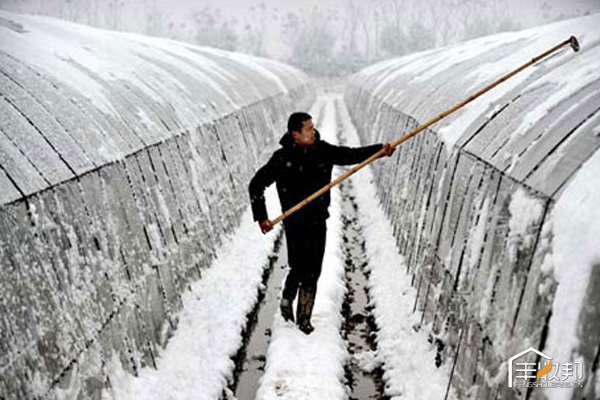 寒潮过后大棚该怎么管,温室大棚遇寒潮