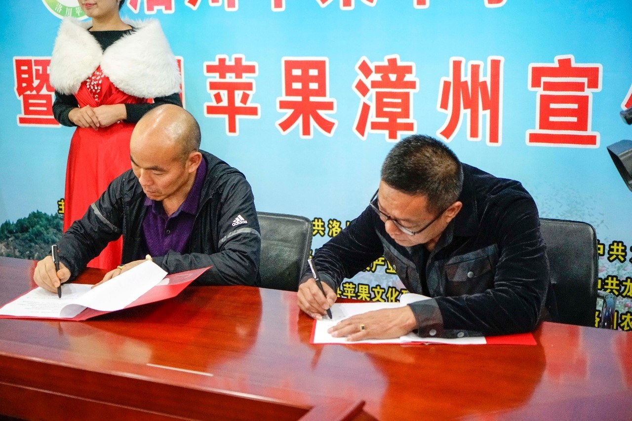 陕西洛川苹果和烟台红富士,陕西洛川果园苹果