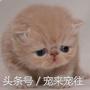 可爱的猫咪视频小奶猫,猫咪大全及名字