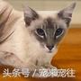 可爱的猫咪视频小奶猫,猫咪大全及名字