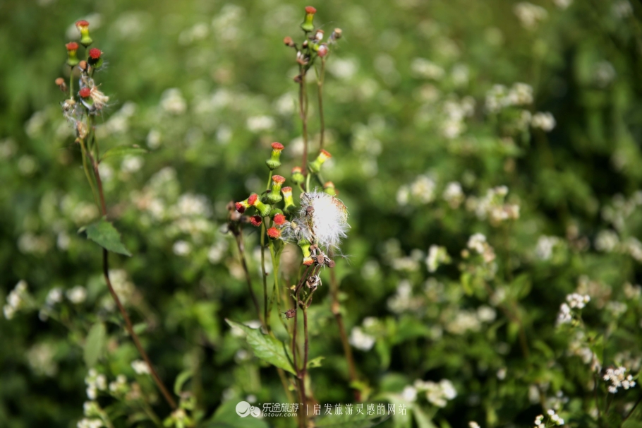 带上阳光开头结尾,阳光情人谷