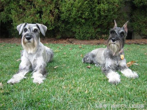 雪纳瑞吐稀怎么办,雪纳瑞吐黄水怎么回事