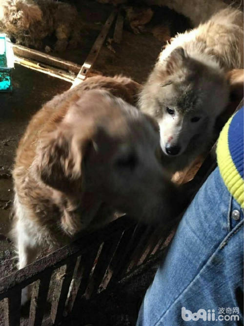 土狗丢弃在菜市场能存活几天,宠物市场救流浪狗