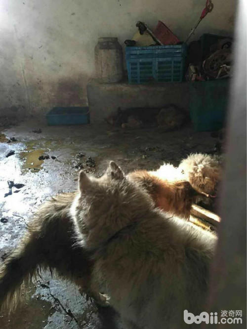 土狗丢弃在菜市场能存活几天,宠物市场救流浪狗