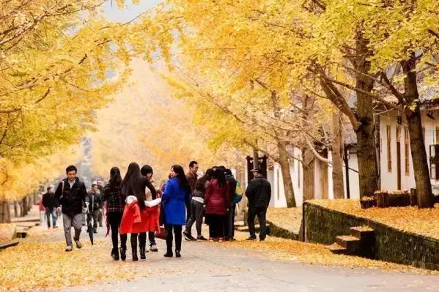 南雄看银杏值得去吗,南雄看银杏攻略