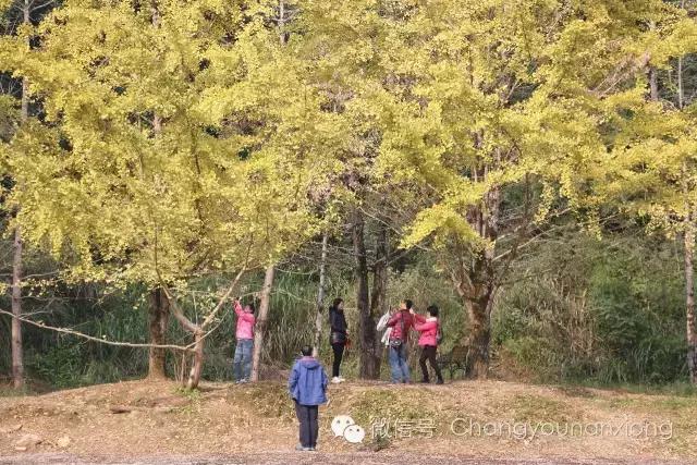 南雄看银杏值得去吗,南雄看银杏攻略