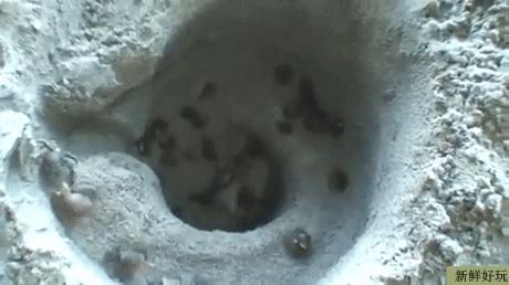 河北细狗抓兔子视频,抓兔子的细狗