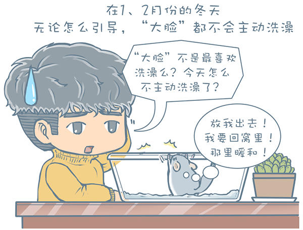 龙猫不洗澡光泡沙子,龙猫不滚沙怎么办