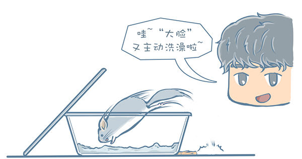 龙猫不洗澡光泡沙子,龙猫不滚沙怎么办