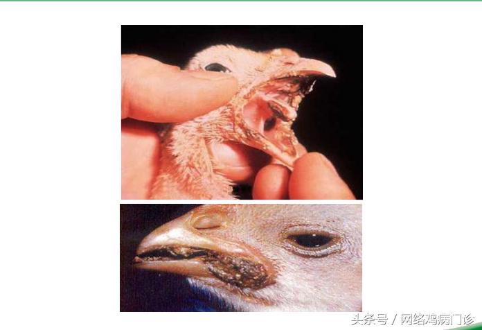 脱霉剂实测,脱霉剂真正脱霉吗