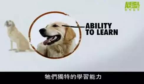 拉布拉多是不是家养的最佳犬种,萨摩耶拉布拉多犬是哪里的犬种