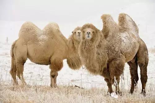 说好的高级驼,为什么你穿起来就是无敌土?