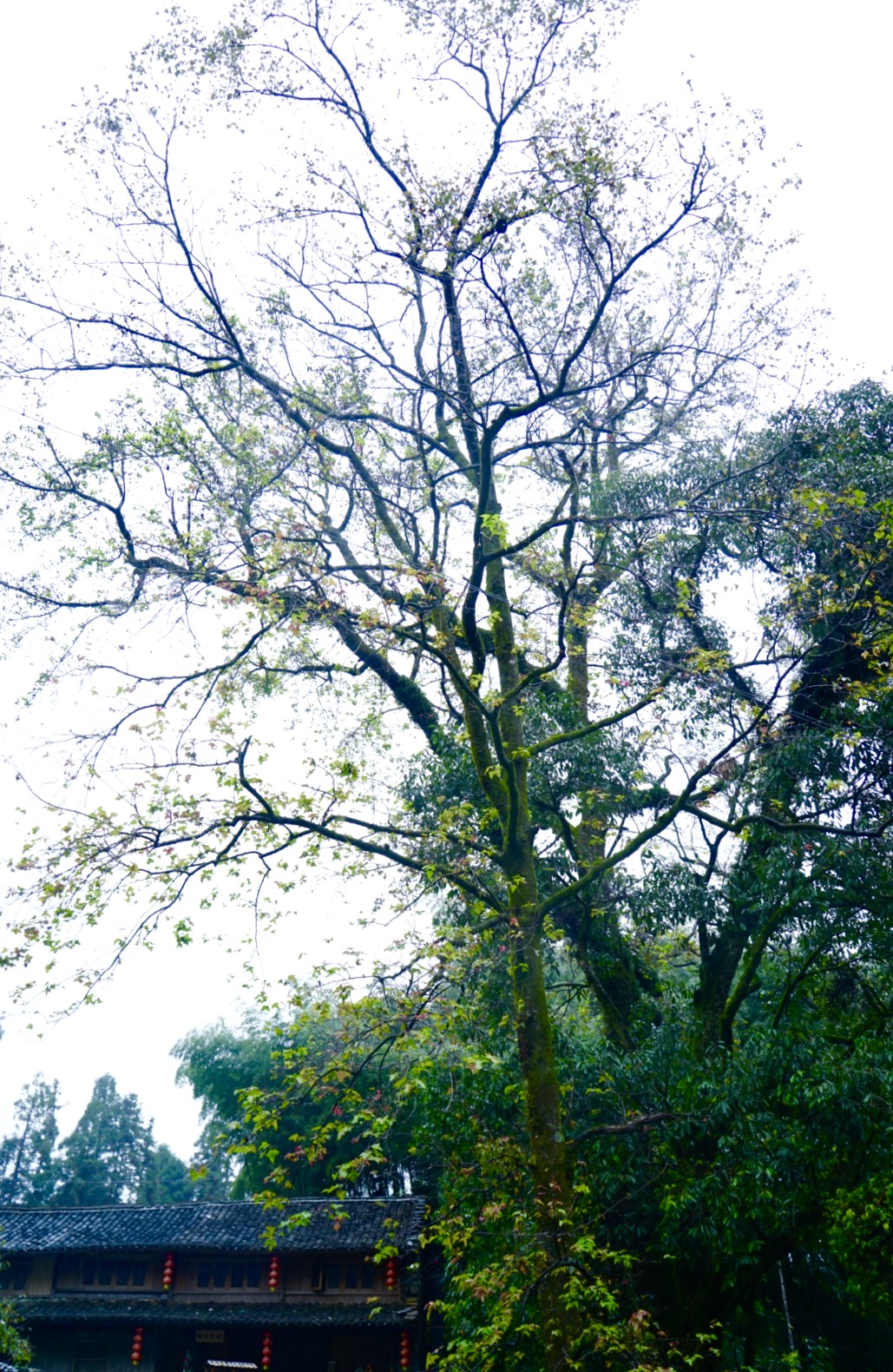 温州三八妇女节好玩的地方,温州三八节活动