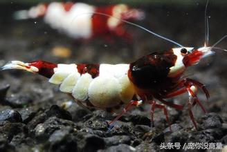 黑壳虾能活水晶虾活不了,养水晶虾不翻缸行不行