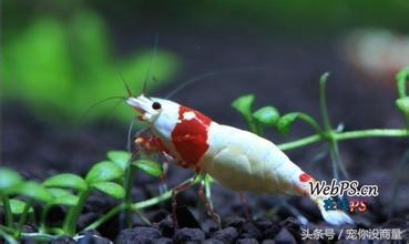 黑壳虾能活水晶虾活不了,养水晶虾不翻缸行不行