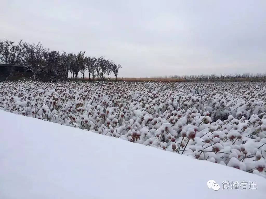 雪中宿迁,素颜都美到窒息!