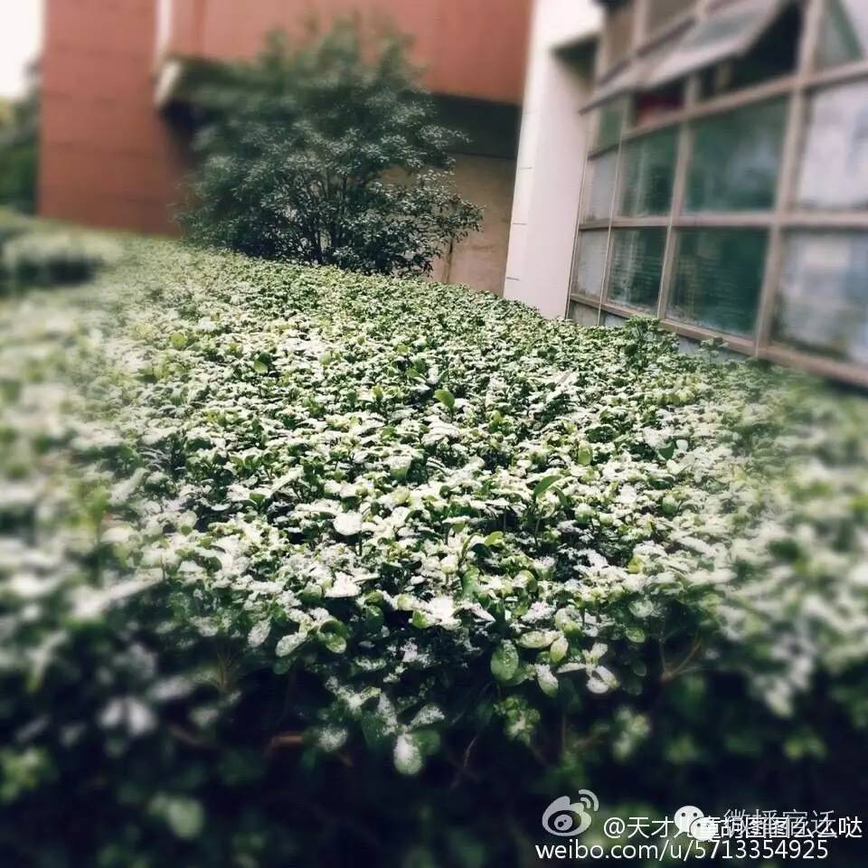 雪中宿迁,素颜都美到窒息!