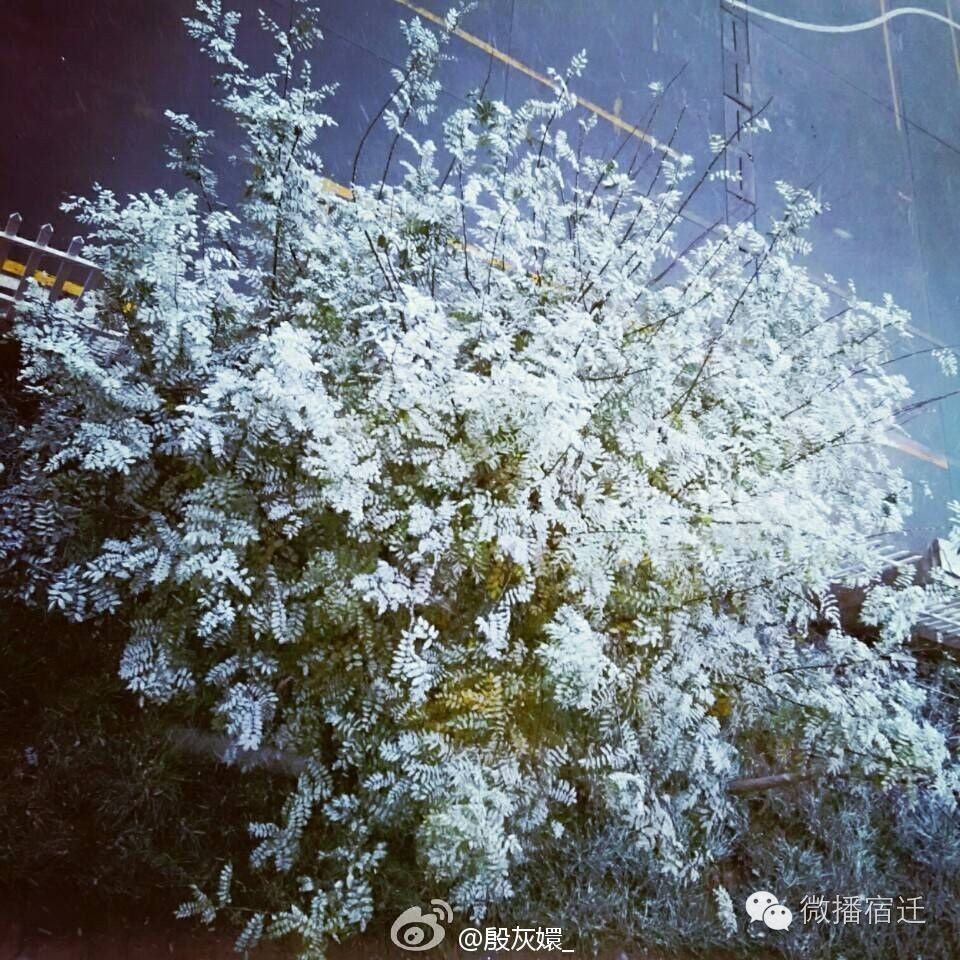 雪中宿迁,素颜都美到窒息!