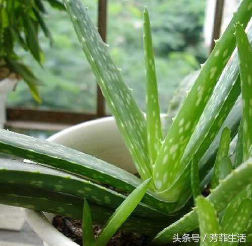 冬天皮肤干燥，种盆芦荟滋润下！