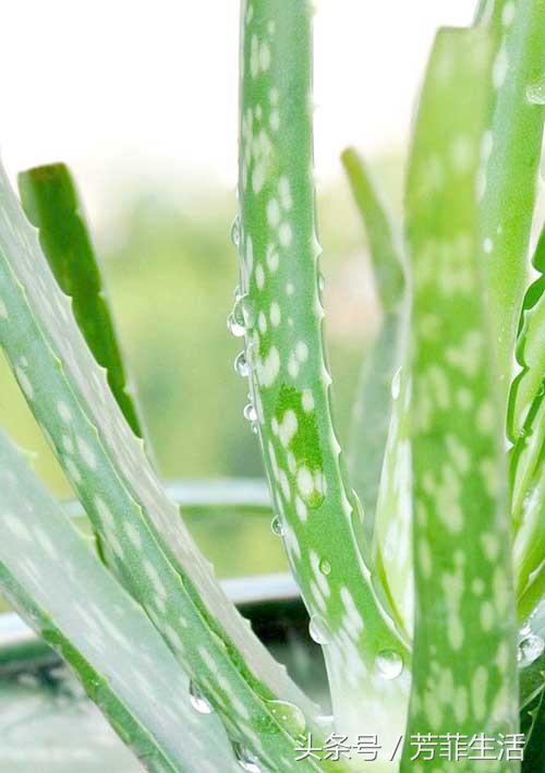 冬天皮肤干燥，种盆芦荟滋润下！