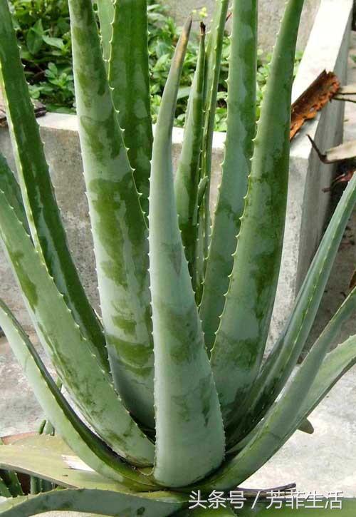 冬天皮肤干燥，种盆芦荟滋润下！