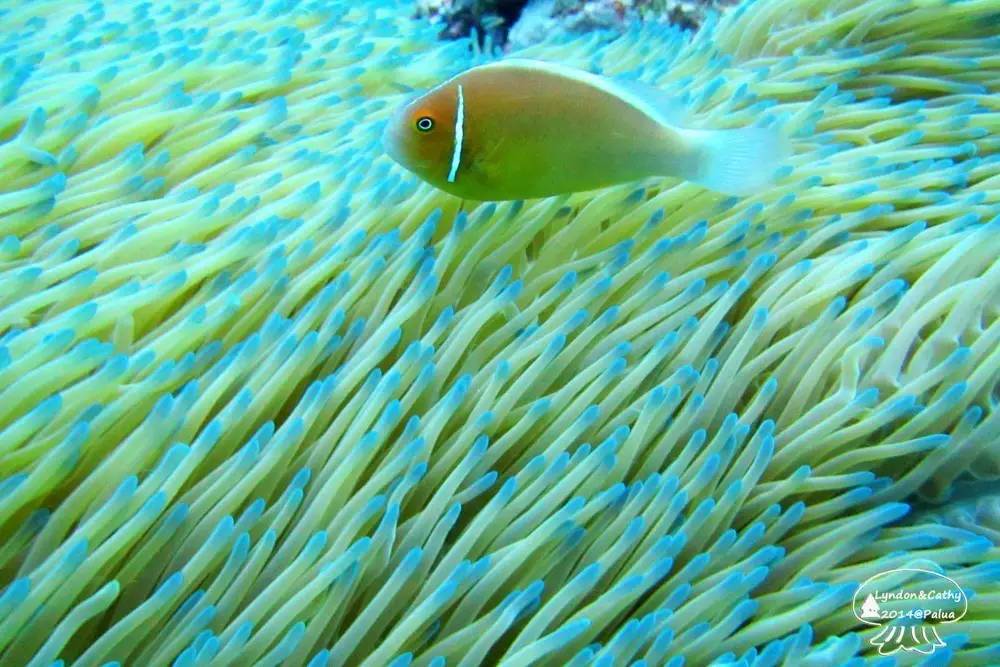 帕劳上帝水族馆介绍,帕劳上帝水族馆攻略