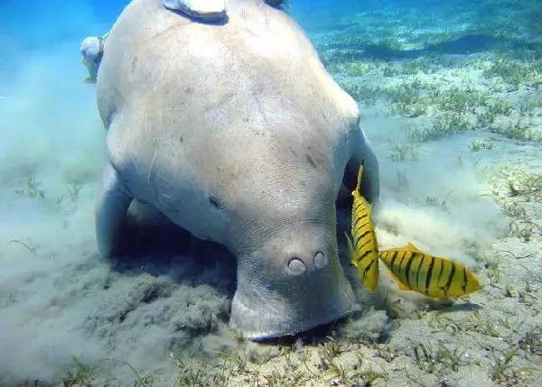 帕劳上帝水族馆介绍,帕劳上帝水族馆攻略