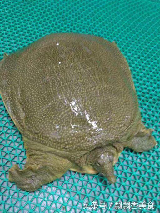 特色主打菜红烧野生甲鱼,江浙沪的红烧甲鱼