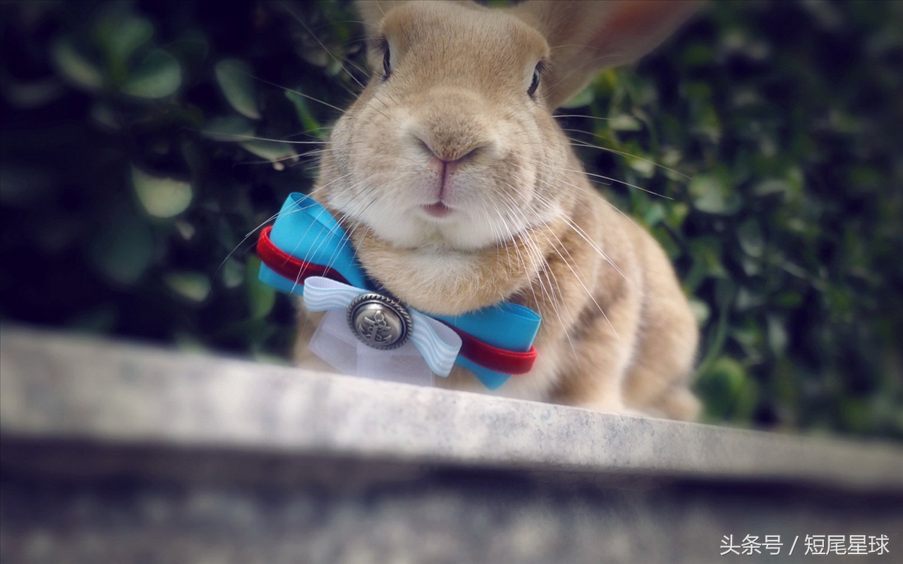 兔兔冬天怎么保暖,怎样正确的给兔兔过冬