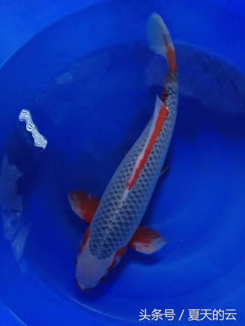 锦鲤在多少温度下停止喂食,温度低会影响锦鲤的颜色吗