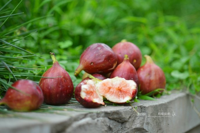 最漂亮的无花果树,高清无花果美图