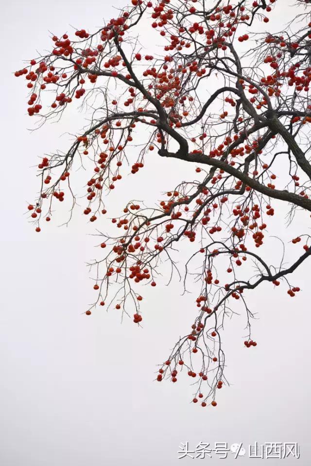 柿子冷落寒风里——稷山游子在深情回望