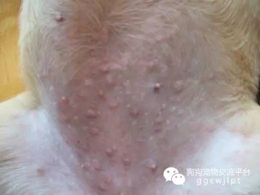 狗狗皮炎湿疹症状用什么药,青霉素钾可以治狗狗湿疹吗