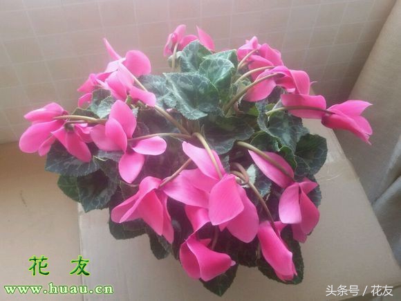 花买回来就蔫,花换了盆蔫了怎么补救