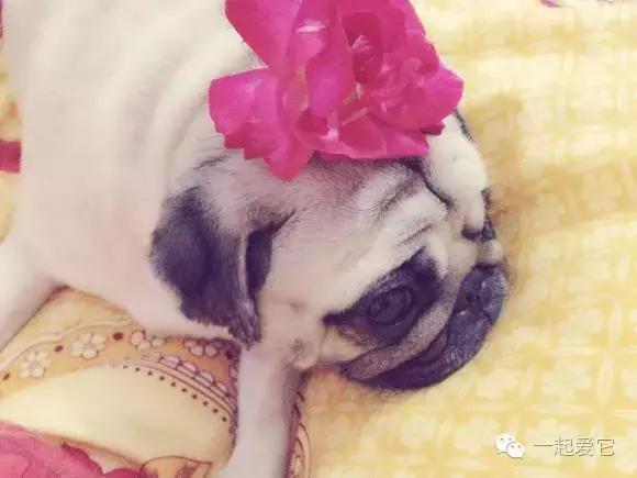 宠知识|狗狗来生理期了?作为家长的你知道吗?