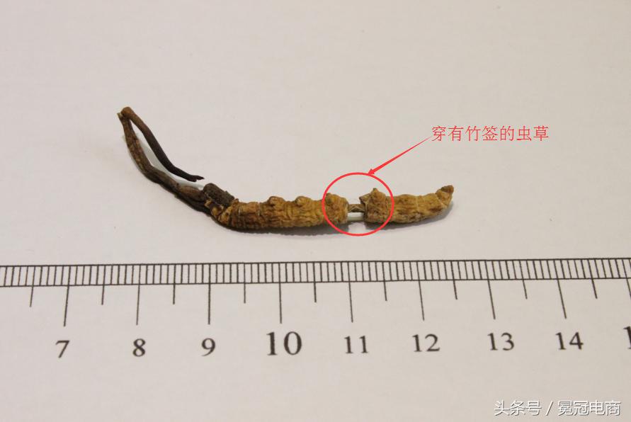 冬虫夏草到底是草还是虫,冬虫夏草是虫还是草