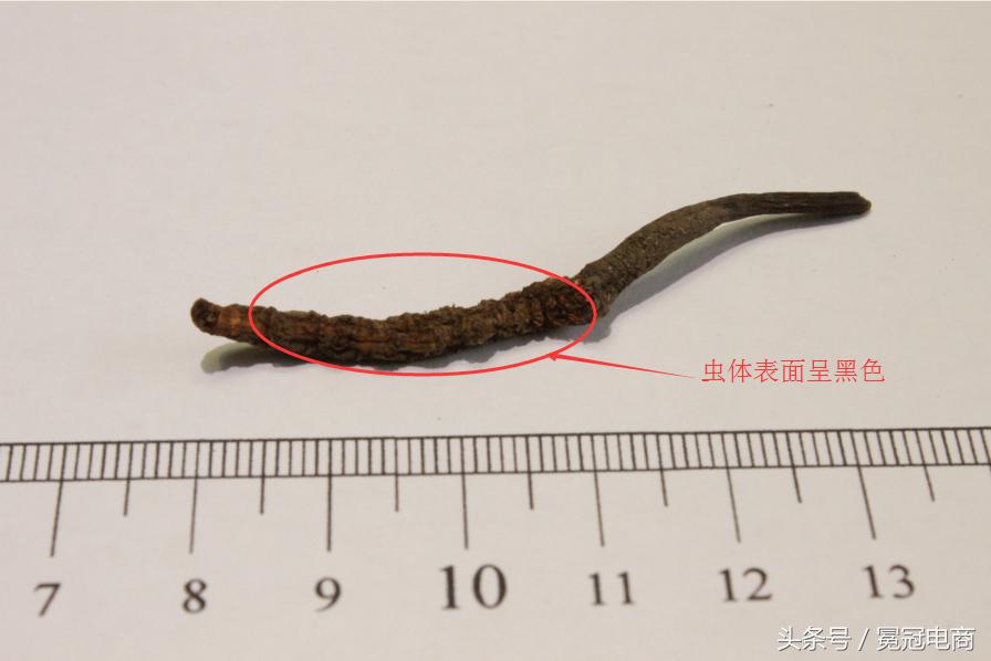 冬虫夏草到底是草还是虫,冬虫夏草是虫还是草