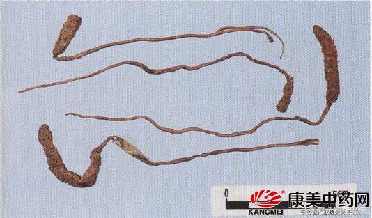 冬虫夏草到底是草还是虫,冬虫夏草是虫还是草