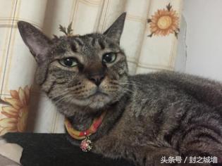 贴心小棉袄屋米的故事（2）——我不承认我无脑过