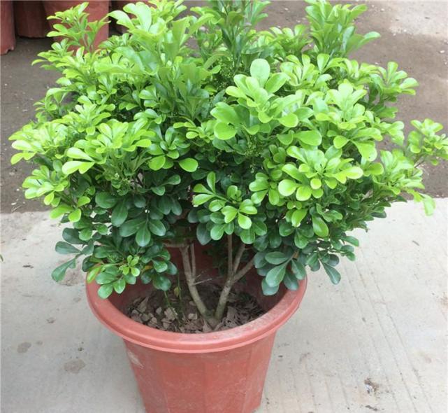 花卉米兰的过冬,养花技巧大全玫瑰花怎么养