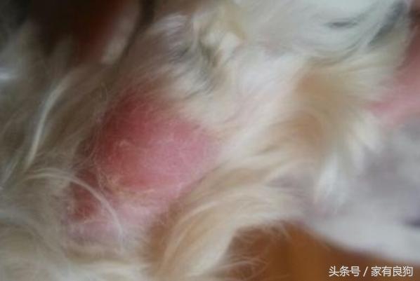 爱犬总掉毛怎么办,宠物狗脚趾间发红发肿怎么回事