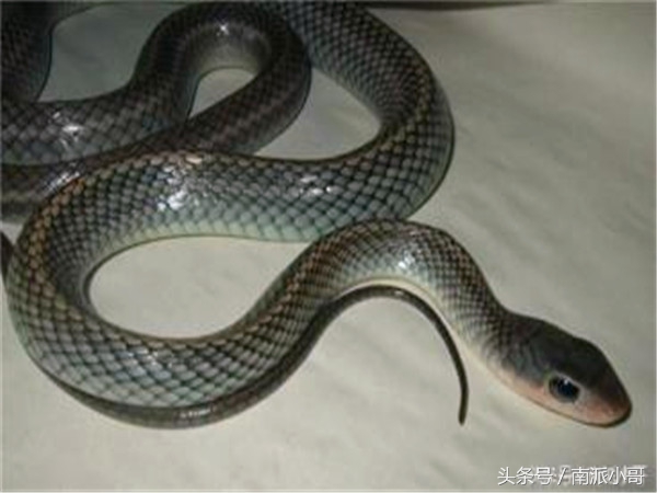抓蛇要抓蛇的哪个位置,民间禁忌为什么不能打死蛇