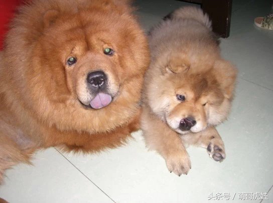 松狮和小汪星人,主人给家里的猫找了女朋友