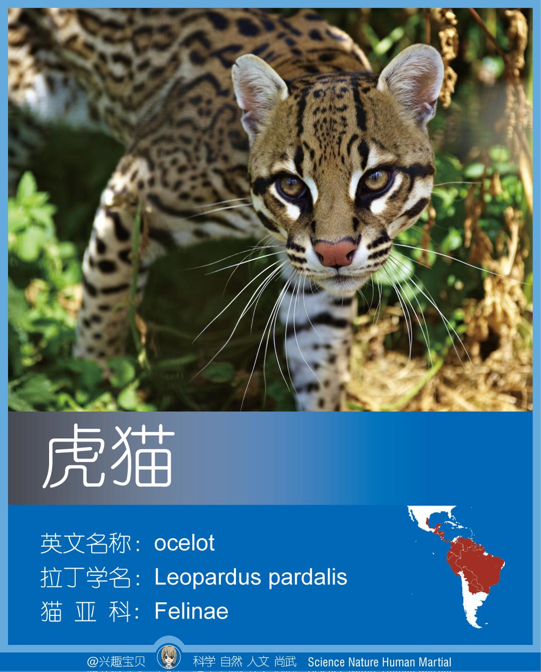 所有36种猫科动物排行,兴趣宝贝21期