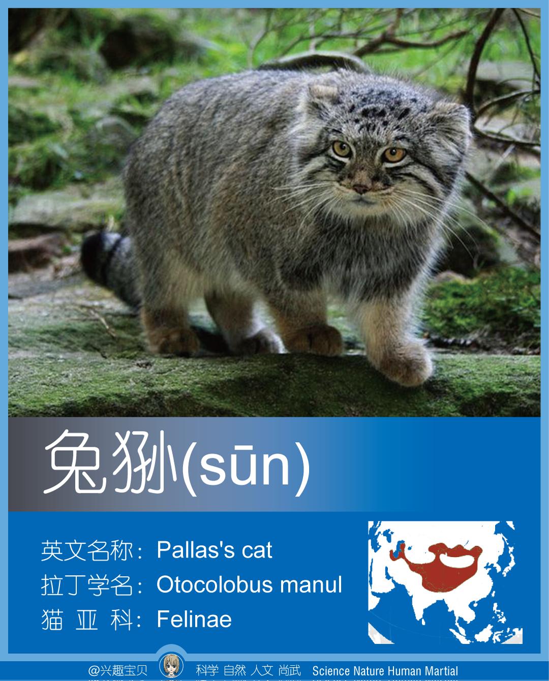 所有36种猫科动物排行,兴趣宝贝21期